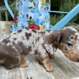 Dachshund Puppies from Doxie Dapples