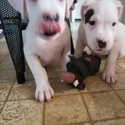 Dogo Argentino Puppies from K&B Southern Oregon Argentino Dogos