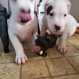 Dogo Argentino Puppies from K&B Southern Oregon Argentino Dogos