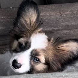 Papillons from Okie Puppies