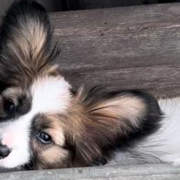 Papillons from Okie Puppies