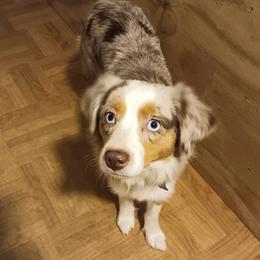 Toy Australian Shepherd puppies from Small Mini/Toy Aussies