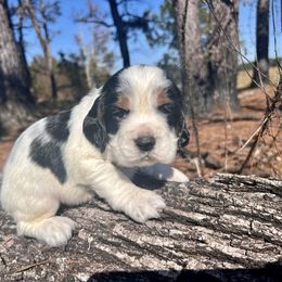 Houston - Black white and tan male English Springer Spaniel puppy in Swainsboro, Georgia from Sweet Georgia Springers