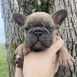 Maverick - Fawn male French Bulldog puppy in Anderson, California from Wooftown Kennels