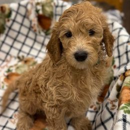 GINGER - Apricot female Goldendoodle puppy in Maricopa, Arizona from AZ Designer Goldendoodles