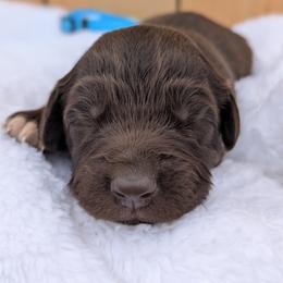 Light blue - Brown and white female Aussiedoodle puppy in Coulee City, Washington from Mr and Mrs Doodle Farm