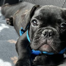 French Bulldogs and Great Danes from The Great French ( Great Danes + Frenchies )