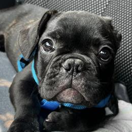 French Bulldogs and Great Danes from The Great French ( Great Danes + Frenchies )