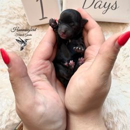 Yorkshire Terrier Puppies from Hummingbird Farm & Gardens