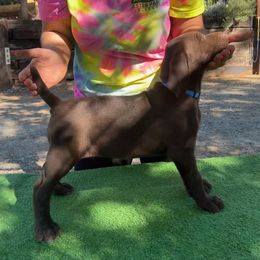 German Shorthaired Pointer Puppies from Kahaka Kennels