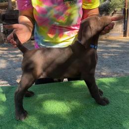 German Shorthaired Pointer Puppies from Kahaka Kennels