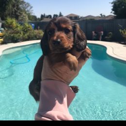 Fancy - Red female Dachshund puppy in Winton, California from Lashunds Miniature Dachshunds