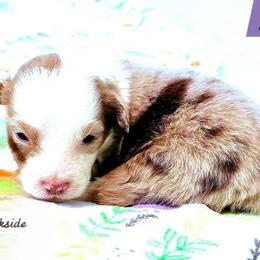 Mateo - Red merle male Miniature Australian Shepherd puppy in Punta Gorda, Florida from Christie's Creekside Aussies