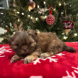 Colombia - Liver female Shih Tzu puppy in Success, Missouri from Sweet Success