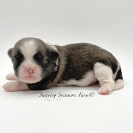 Brindle and White Female - Purple - Gold and white female Shih Tzu puppy in Crawfordsville, Indiana from Swaying Sycamore Farm