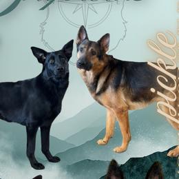 German Shepherds from Moose Hill Haus Shepherds