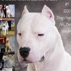 Toro - Dogo Argentino