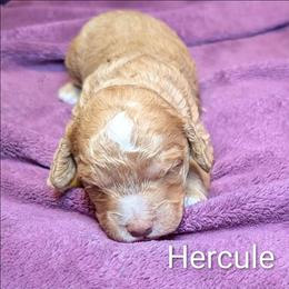 Hercule - Golden male Cockapoo puppy in Sunset, Louisiana from Cano Cockapoos