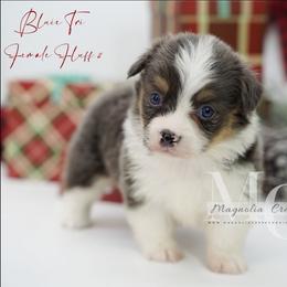 Azure (BTF 2) Fluffy - Blue female Pembroke Welsh Corgi puppy in Straughn, Alabama from Magnolia Creek Corgis