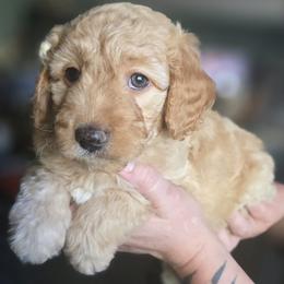 Princess Daisy - Apricot female Goldendoodle puppy in Tucson, Arizona from Adored Poodle & Doodles