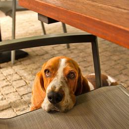 Basset Hounds from Southern Town Hounds