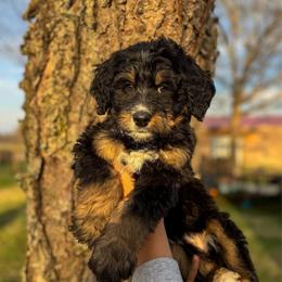 Ballet - Tri-color female Bernedoodle puppy in Rose Hill, North Carolina from Red Door Canines