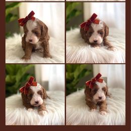 Cavapoo and Goldendoodle Puppies from French Creek Doodles