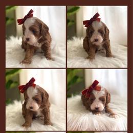 Cavapoo and Goldendoodle Puppies from French Creek Doodles