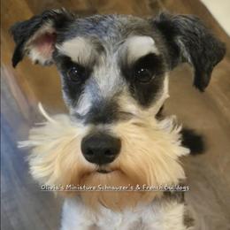 Maria - Miniature Schnauzer