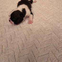 Girl  one - Black and white female Boston Terrier puppy in Walhalla, South Carolina from Dixies  southern  bostons