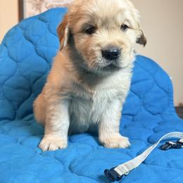 Boy 1-Silver - Golden male Golden Retriever puppy in North Pole, Alaska from Mulberry Retrievers