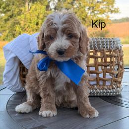 Kip - Red  male Goldendoodle puppy in Estesburg, Kentucky from Wet Goldendoodle Kisses