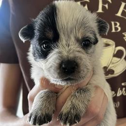 Boy 5 - Blue male Australian Cattle Dog puppy in Irvington, Kentucky from Dry Valley’s Australian Cattle Dogs