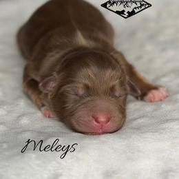 Meleys - Red tri female Miniature Australian Shepherd puppy in Cody, Wyoming from Quartz Creek Aussies