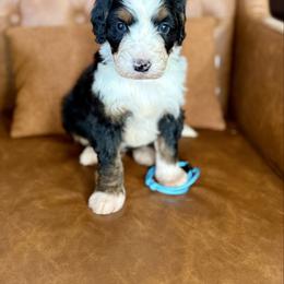 Knox - Tri-color male Bernedoodle puppy in Midland, Texas from Southern Oak Breeders LLC
