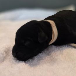 Male 3 blk - Black male Labrador Retriever puppy in Lenore, Idaho from Sunny Skies Retrievers