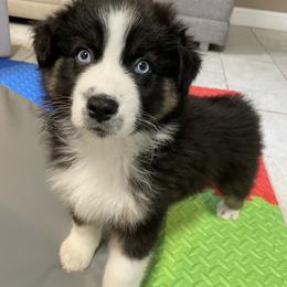 Australian Shepherd Puppies from Highland Haven Australian Shepherds