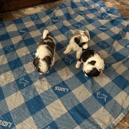 Shih Tzu Puppies from Added family