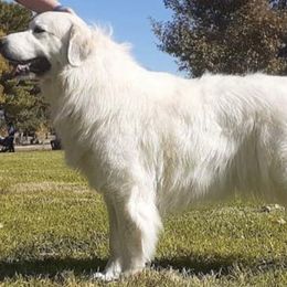 Great Pyrenees from War Crys