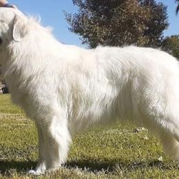 Great Pyrenees from War Crys