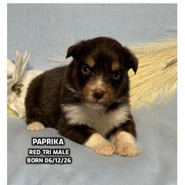 Paprika - Red tri-color male Australian Shepherd puppy in Bethany, Connecticut from Wynter Thyme Manor Australian shepherds