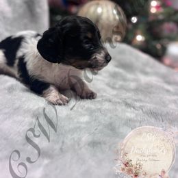 Mint - Piebald male Dachshund puppy in Lufkin, Texas from CSW Dachshunds