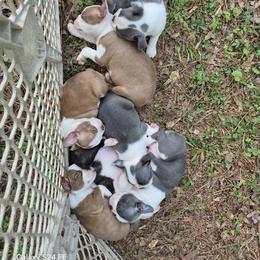 Boston Terrier Puppies from Celtic Kennel Bostons