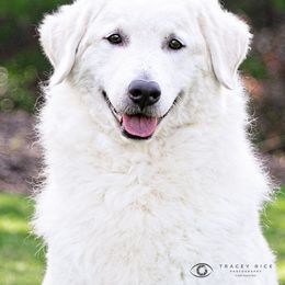 Kuvasz All Grown Up from Rebel Ridge Kuvasz