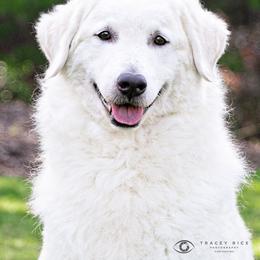 Kuvasz All Grown Up from Rebel Ridge Kuvasz