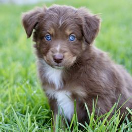 Australian Shepherd, Miniature American Shepherd, Miniature Australian Shepherd, and Toy Australian Shepherd Puppies from Painted Blue Aussies