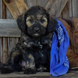 Rhyme - Green Collar - Phantom male Goldendoodle puppy in Macedon, New York from Toodles Goldendoodles