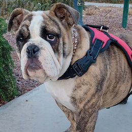 Maggie - Bulldog