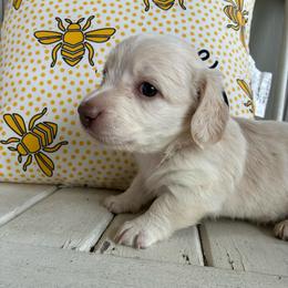 Loretta - Cream female Dachshund puppy in Dobson, North Carolina from Oakleys Dachshund Haven