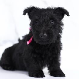 Belle - Black female Scottish Terrier puppy in Stevens, Pennsylvania from K&M Kennel